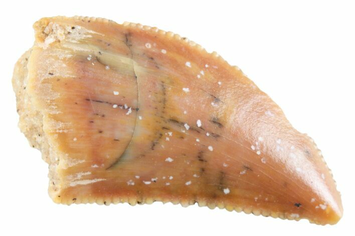 Serrated Raptor Tooth - Real Dinosaur Tooth #364800